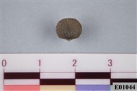 藏品(腕足類化石)的圖片